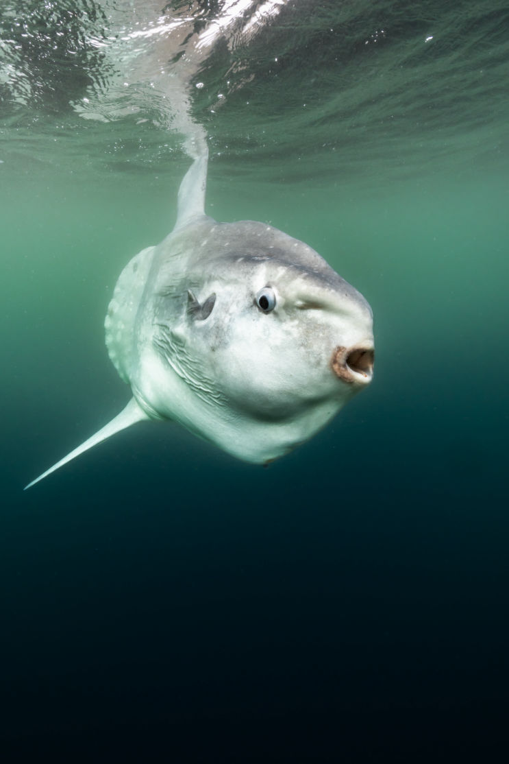 Mola mola by Jennifer Idol