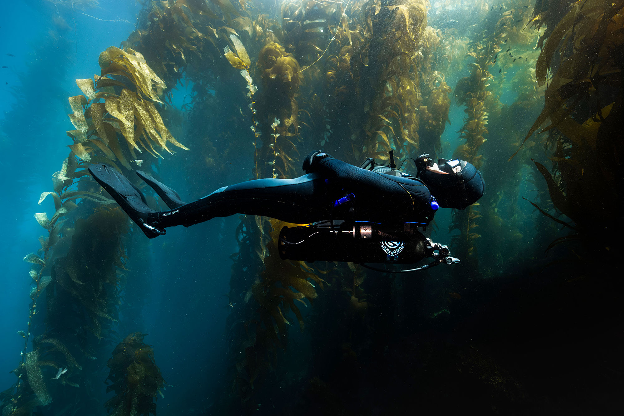 Liz Parkinson by Jennifer Idol, diving Avelo