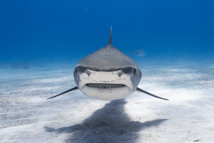 Tiger shark by Jennifer Idol